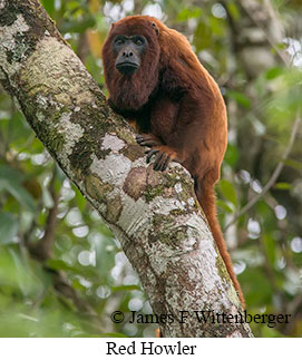 Red-howler Monkey - © James F Wittenberger and Exotic Birding LLC