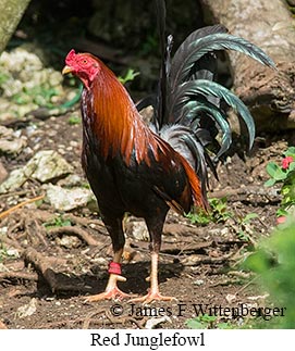 Red Junglefowl - © James F Wittenberger and Exotic Birding LLC