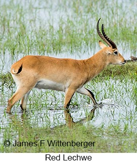 Red Lechwe - © James F Wittenberger and Exotic Birding LLC