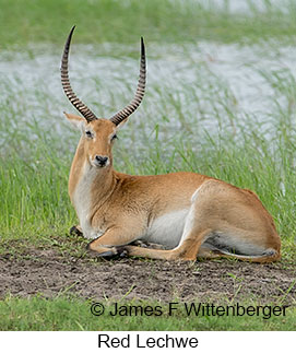 Red Lechwe - © James F Wittenberger and Exotic Birding LLC