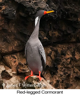 Red-legged Cormorant - © James F Wittenberger and Exotic Birding LLC