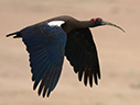 Red-naped Ibis - © James F Wittenberger and Exotic Birding LLC