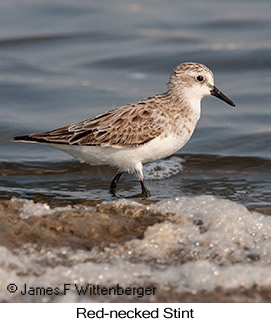 Red-necked Stint - © James F Wittenberger and Exotic Birding LLC