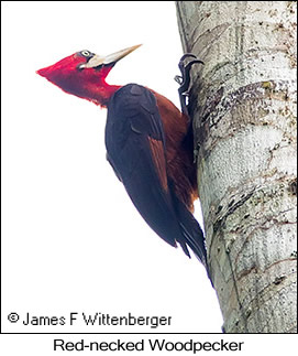 Red-necked Woodpecker - © James F Wittenberger and Exotic Birding LLC