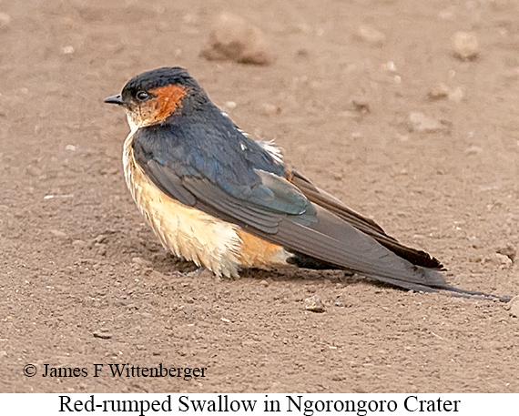 Red-rumped Swallow - © James F Wittenberger and Exotic Birding LLC
