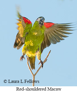 Red-shouldered Macaw - © Laura L Fellows and Exotic Birding LLC