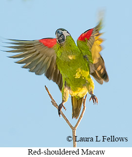 Red-shouldered Macaw - © Laura L Fellows and Exotic Birding LLC