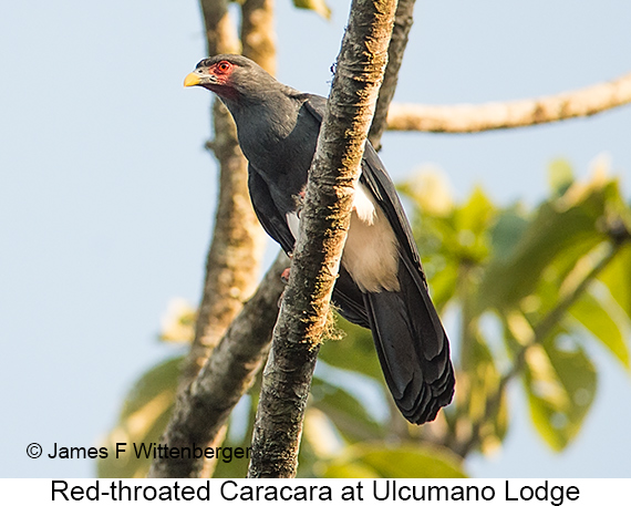 Red-throated Caracara - © James F Wittenberger and Exotic Birding LLC