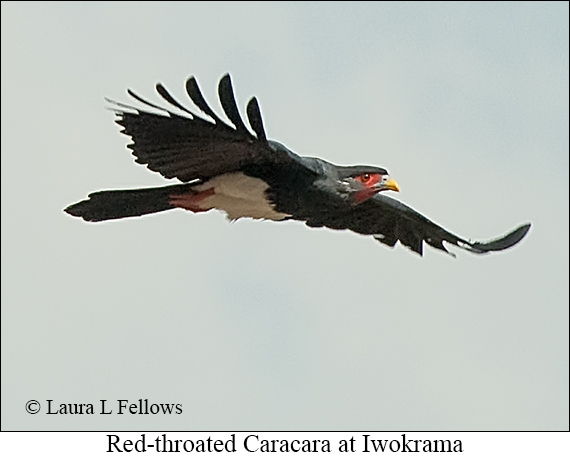 Red-throated Caracara - © James F Wittenberger and Exotic Birding LLC