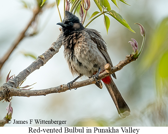 Red-vented Bulbul - © James F Wittenberger and Exotic Birding LLC