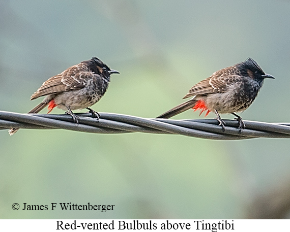 Red-vented Bulbul - © James F Wittenberger and Exotic Birding LLC