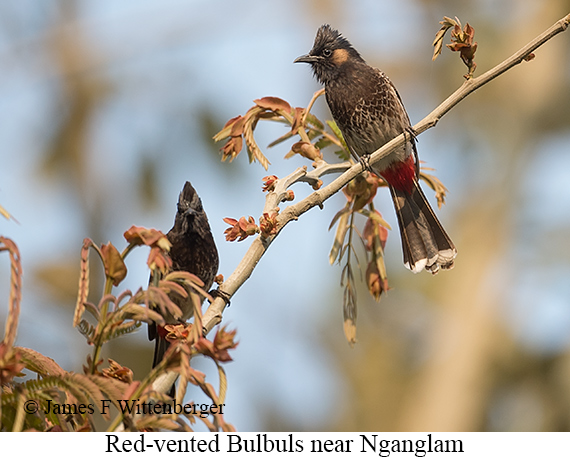 Red-vented Bulbul - © James F Wittenberger and Exotic Birding LLC