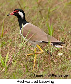 Red-wattled Lapwing - © James F Wittenberger and Exotic Birding LLC