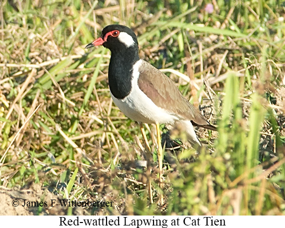 Red-wattled Lapwing - © James F Wittenberger and Exotic Birding LLC