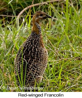Red-winged Francolin - © James F Wittenberger and Exotic Birding LLC