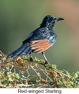 Red-winged Starling - © James F Wittenberger and Exotic Birding LLC