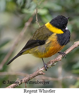 Regent Whistler - © James F Wittenberger and Exotic Birding LLC