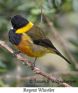 Regent Whistler - © James F Wittenberger and Exotic Birding LLC