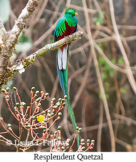Resplendent Quetzal - © Laura L Fellows and Exotic Birding LLC