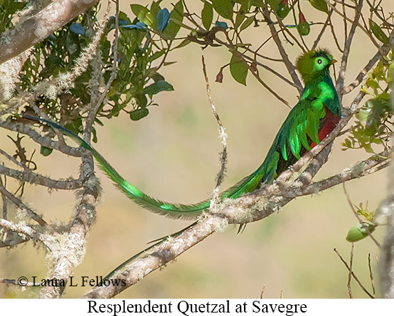Resplendent Quetzal - © James F Wittenberger and Exotic Birding LLC