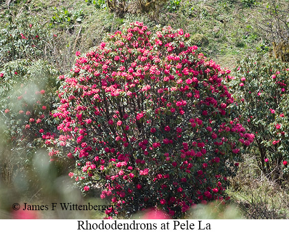 Rhododendrons in bloom - © James F Wittenberger and Exotic Birding LLC