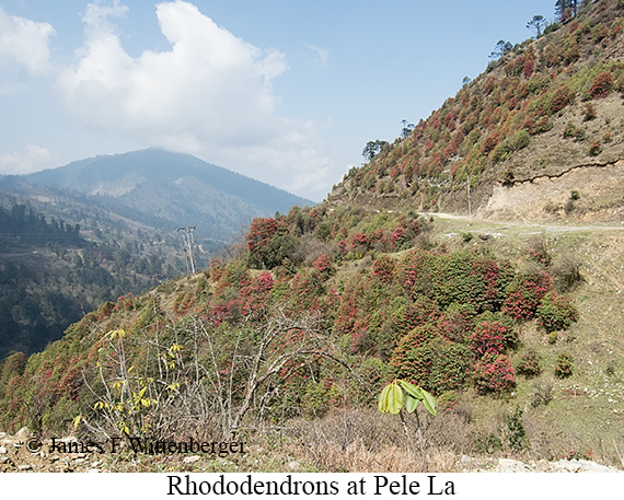 Rhododendrons in bloom - © James F Wittenberger and Exotic Birding LLC