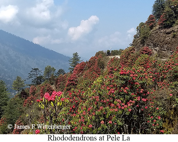 Rhododendrons in bloom - © James F Wittenberger and Exotic Birding LLC