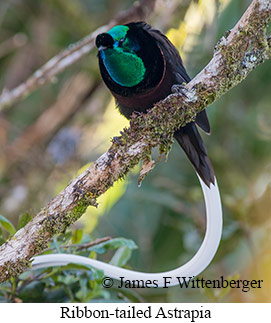 Ribbon-tailed Astrapia - © James F Wittenberger and Exotic Birding LLC