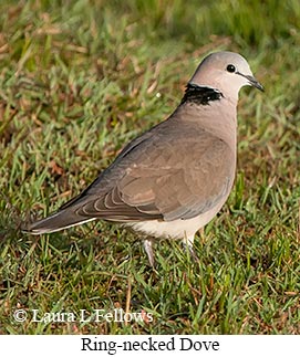 Ring-necked Dove - © Laura L Fellows and Exotic Birding LLC