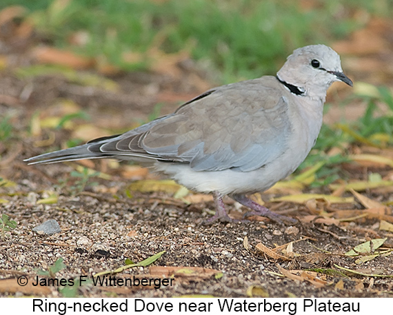 Ring-necked Dove - © James F Wittenberger and Exotic Birding LLC