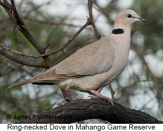 Ring-necked Dove - © James F Wittenberger and Exotic Birding LLC
