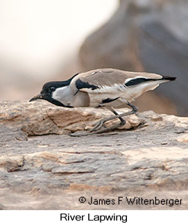 River Lapwing - © James F Wittenberger and Exotic Birding LLC