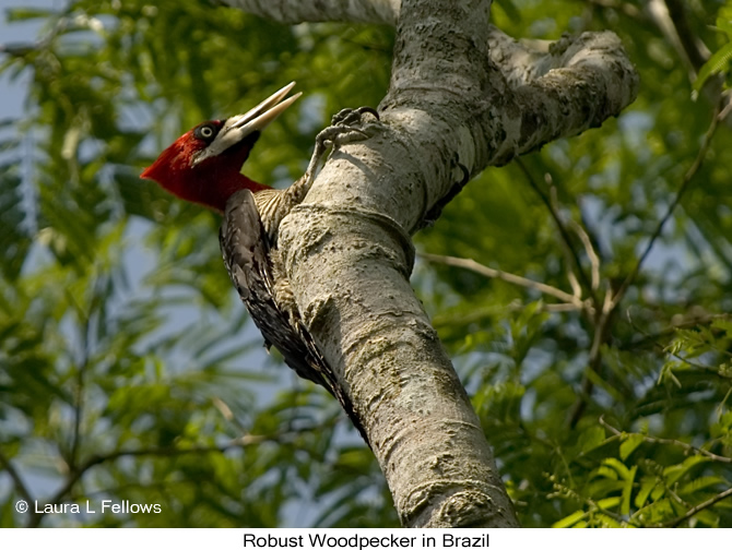 Robust Woodpecker - &copy; Laura L Fellows and Exotic Birding Tours