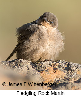 Rock Martin - © James F Wittenberger and Exotic Birding LLC