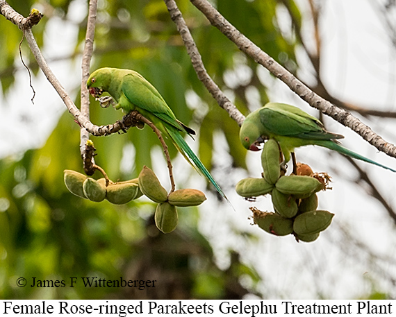 Female Rose-ringed Parakeet - © James F Wittenberger and Exotic Birding LLC