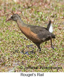 Rouget's Rail - © James F Wittenberger and Exotic Birding LLC