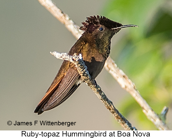 Ruby-topaz Hummingbird - © James F Wittenberger and Exotic Birding LLC