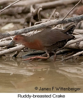 Ruddy-breasted Crake - © James F Wittenberger and Exotic Birding LLC