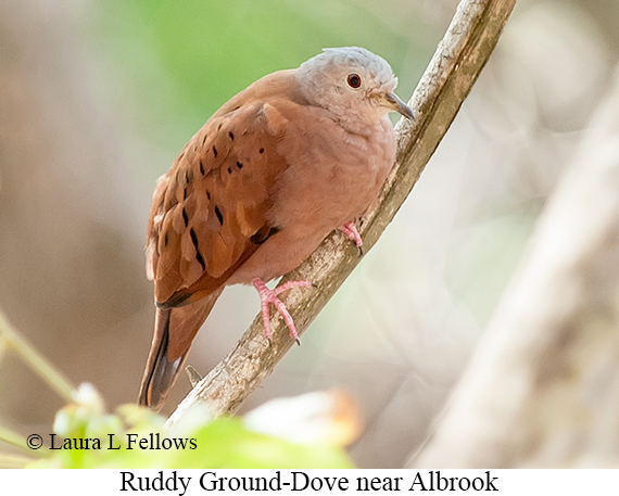 Ruddy Ground-Dove - © Laura L Fellows and Exotic Birding LLC