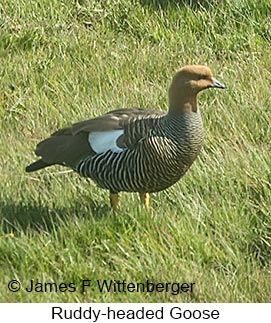 Ruddy-headed Goose - © James F Wittenberger and Exotic Birding LLC