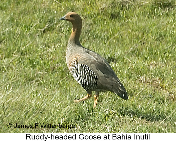 Ruddy-headed Goose - © James F Wittenberger and Exotic Birding LLC