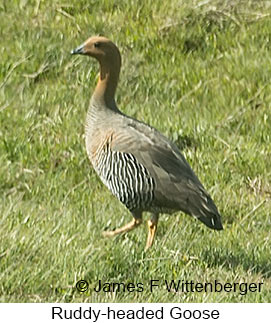 Ruddy-headed Goose - © James F Wittenberger and Exotic Birding LLC