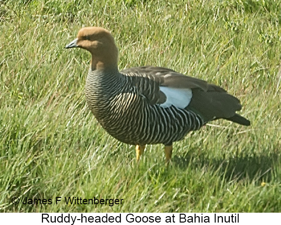 Ruddy-headed Goose - © James F Wittenberger and Exotic Birding LLC