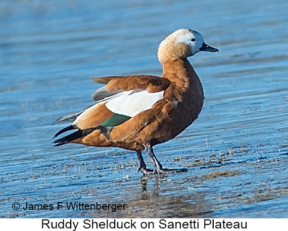 Ruddy Shelduck - © James F Wittenberger and Exotic Birding LLC