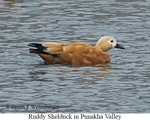 Ruddy Shelduck - © James F Wittenberger and Exotic Birding LLC