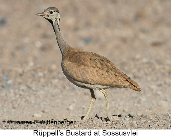 Rueppell's Bustard - © James F Wittenberger and Exotic Birding LLC