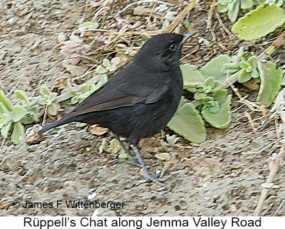 Rueppell's Chat - © James F Wittenberger and Exotic Birding LLC
