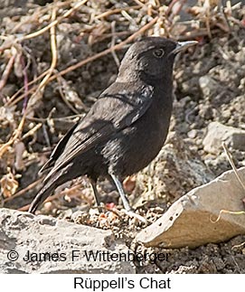 Rueppell's Chat - © James F Wittenberger and Exotic Birding LLC