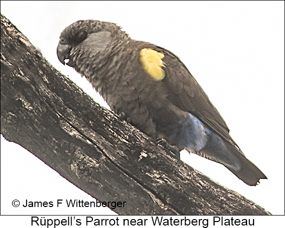 Rueppell's Parrot - © James F Wittenberger and Exotic Birding LLC