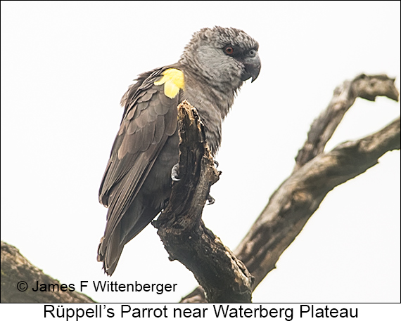 Rueppell's Parrot - © James F Wittenberger and Exotic Birding LLC